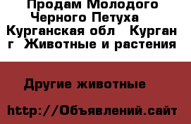 Продам Молодого Черного Петуха  - Курганская обл., Курган г. Животные и растения » Другие животные   